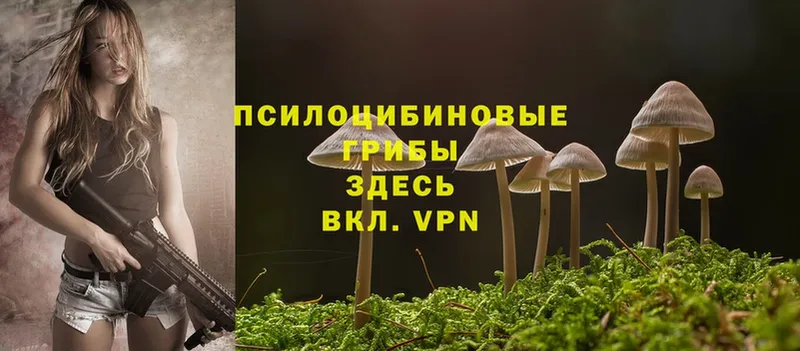 Псилоцибиновые грибы Cubensis  Курганинск 